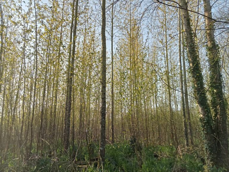 Ensemble boisé Finistère