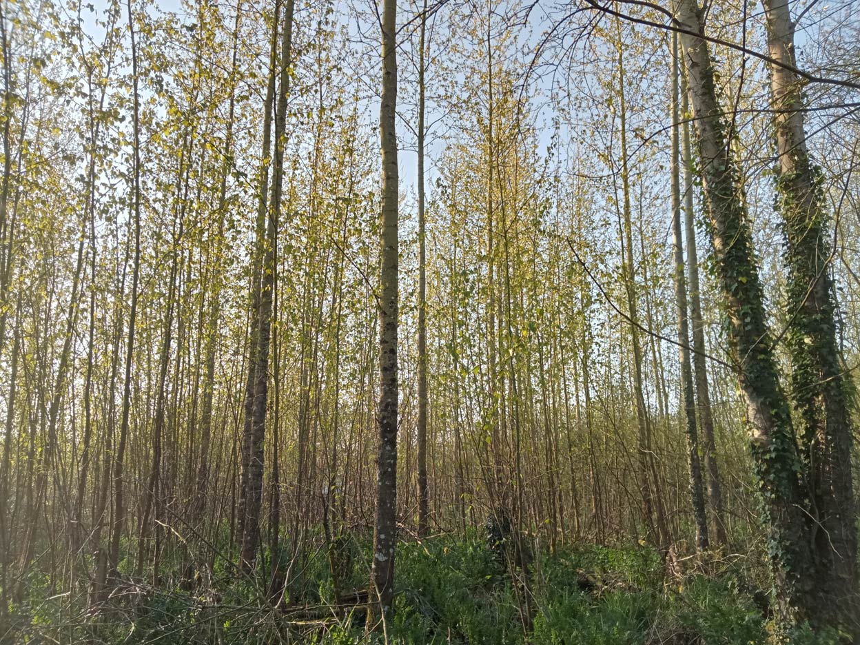 Ensemble boisé Finistère