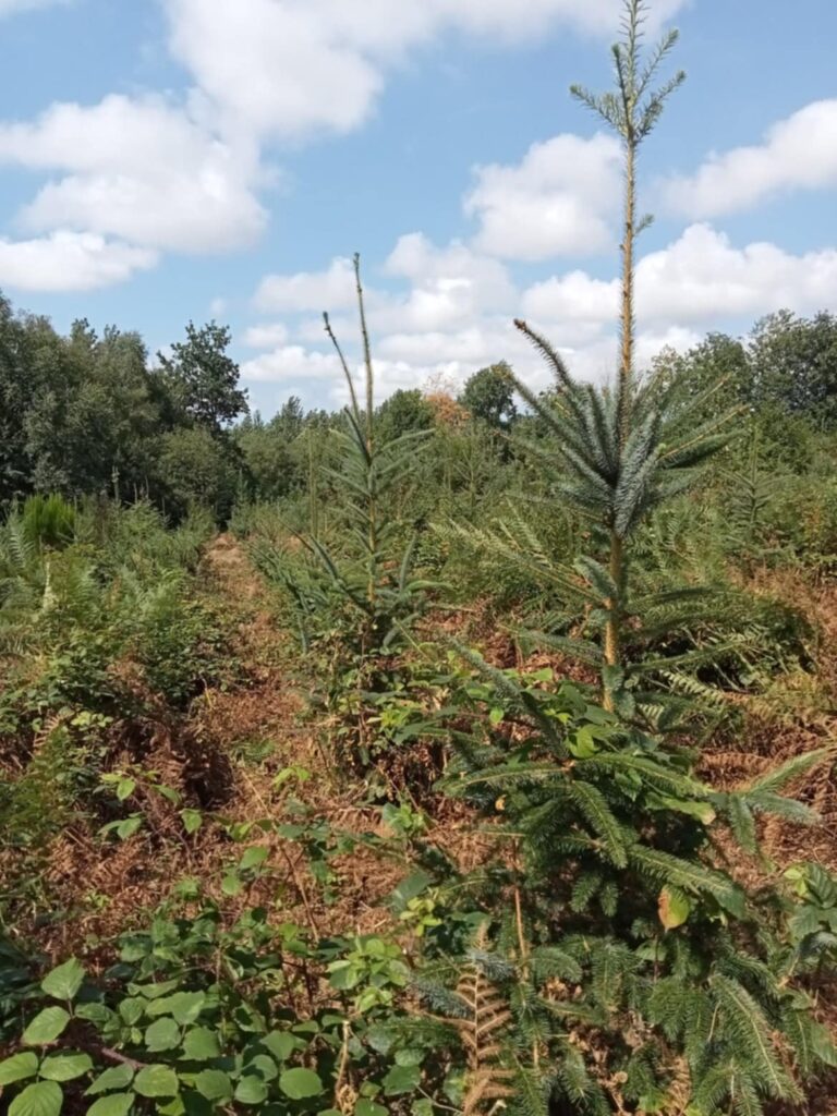 Ensemble boisé Finistère