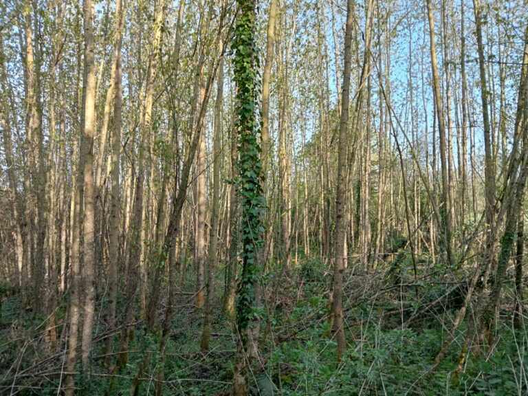 Ensemble boisé Finistère